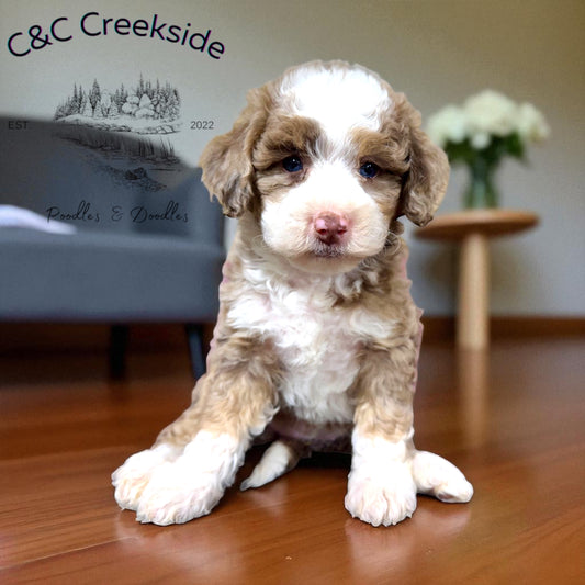 F1bb Micro/Mini Bernedoodle (female) "Peanut butter Blast"