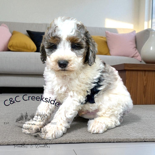 F1bb Micro/Mini Bernedoodle (male) "Whip cream"