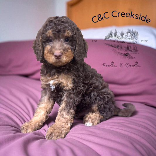 F1bb Micro/Mini Bernedoodle (male) "Bronze”