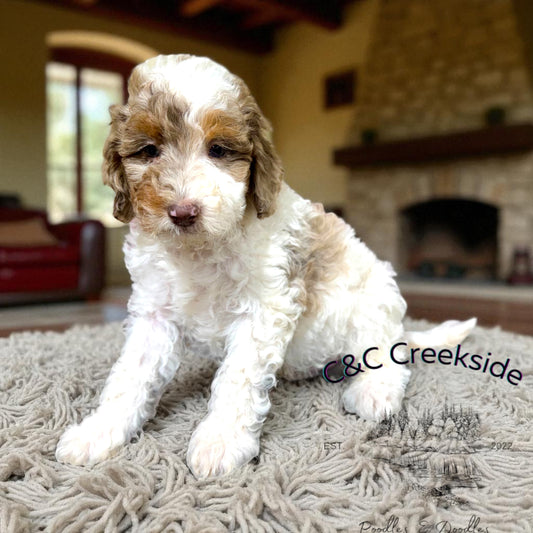 F1bb Micro/Mini Bernedoodle (male) "Chocolate Chip"