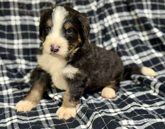 F1 Standard Bernedoodle (male) "Bernard"