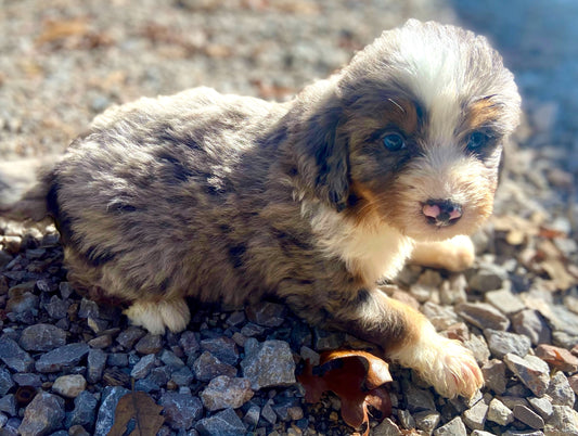 F1 Mini Bernedoodle (male) "andy"