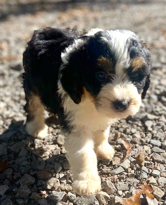 F1 Mini Bernedoodle (female) "Bo Peep"