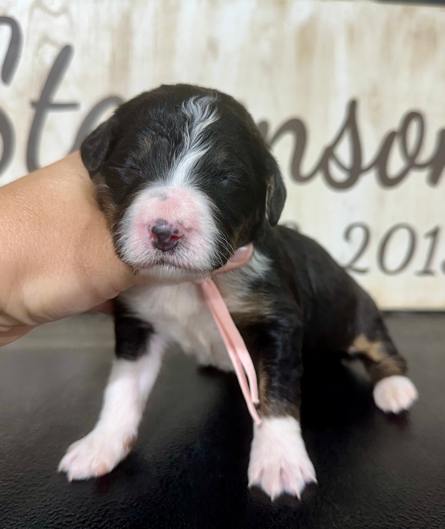 F1 Standard Bernedoodle (Female) "Penny"