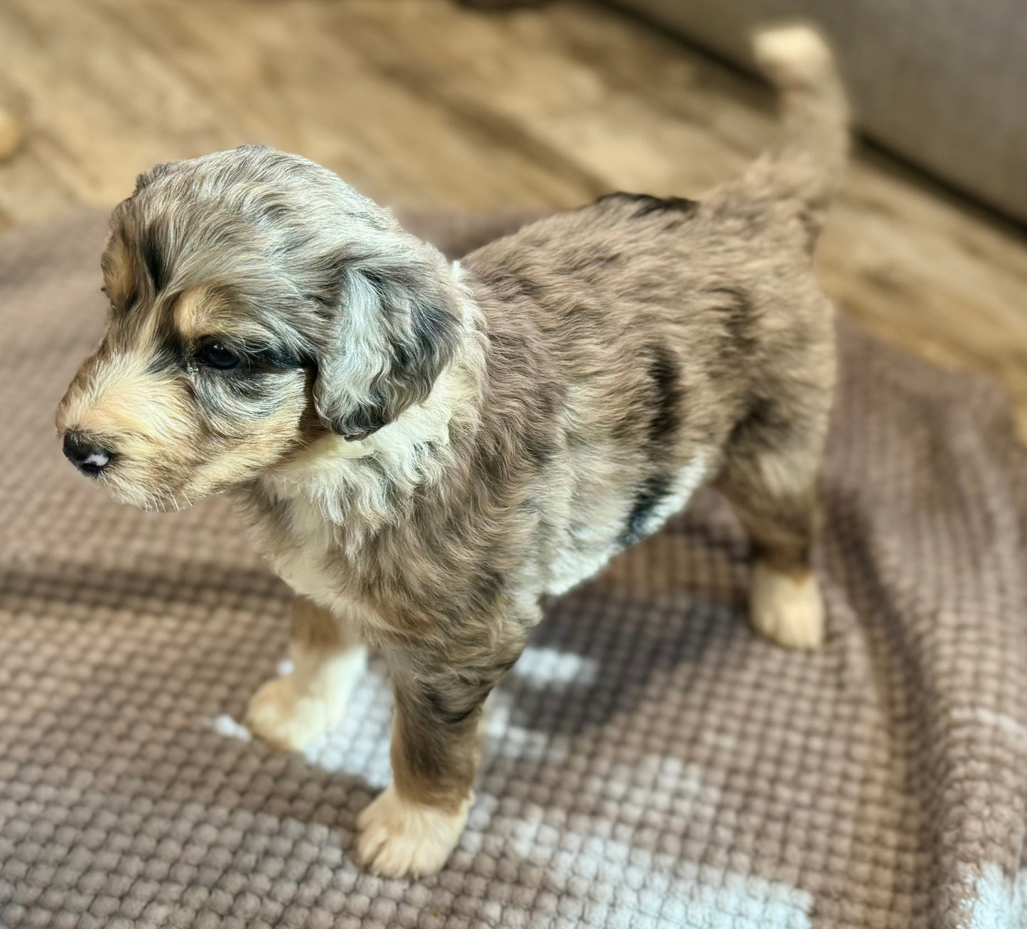 F1 Standard Bernedoodle (male) "Curtis"