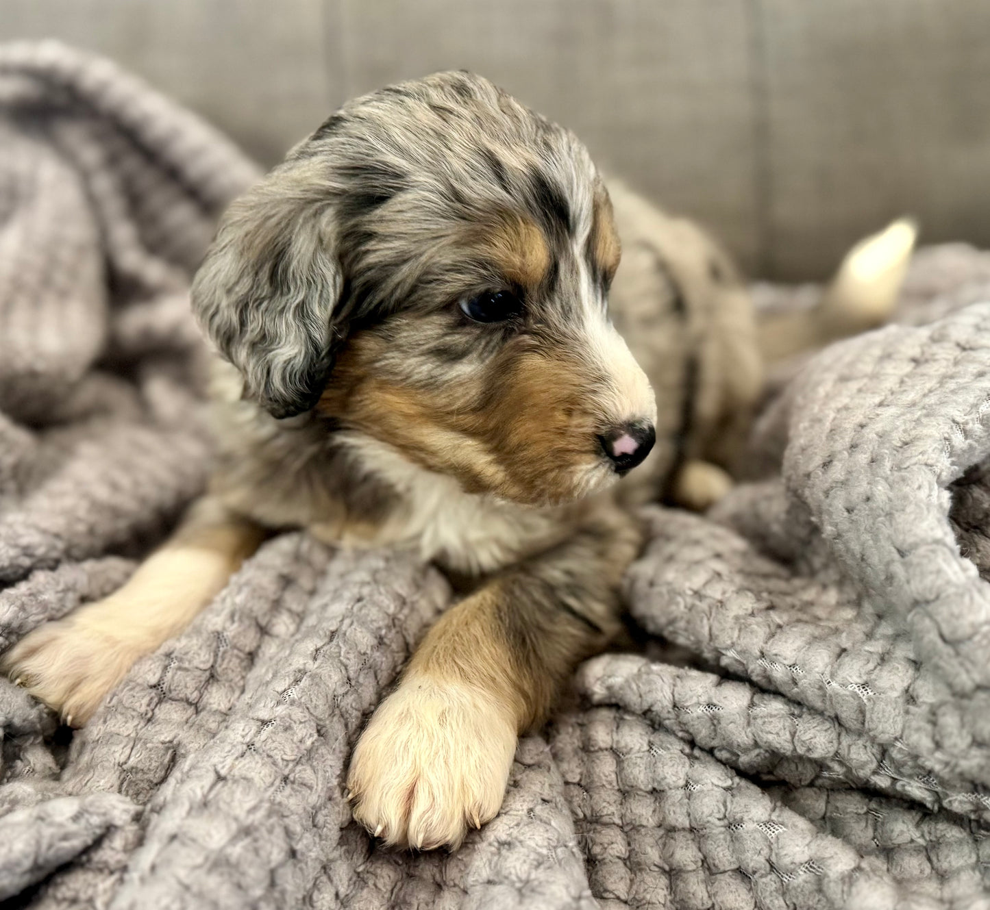 F1 Standard Bernedoodle (male) "Curtis"