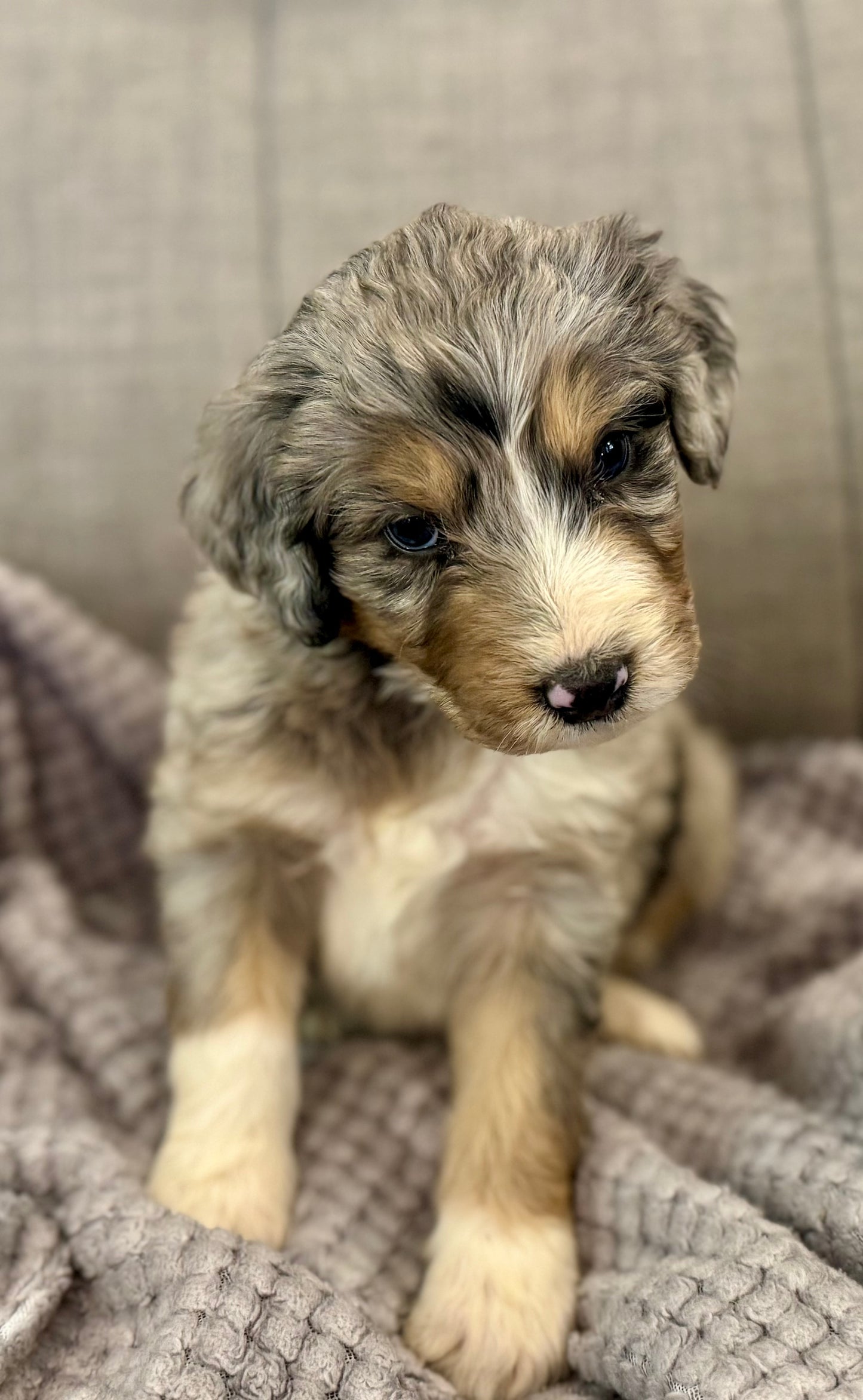 F1 Standard Bernedoodle (male) "Curtis"