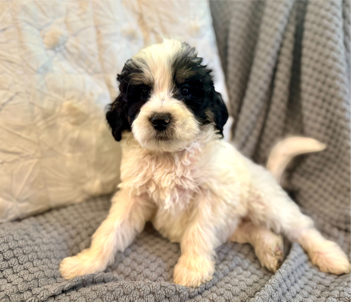 F1b Medium Bernedoodle (Male) "Rafiki"