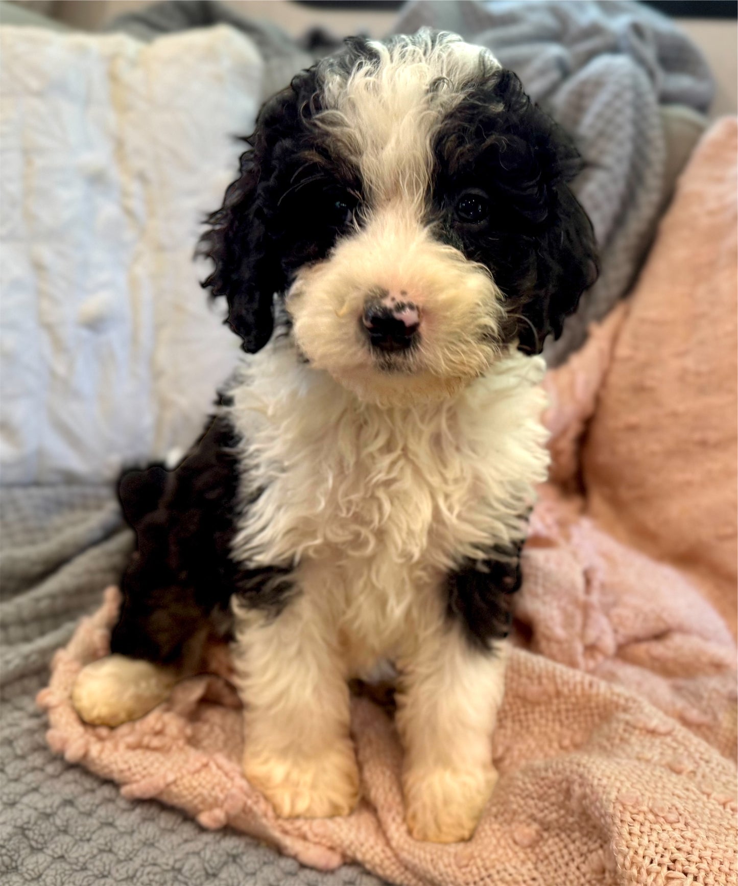 F1b Medium Bernedoodle (Female) "Pumbaa"