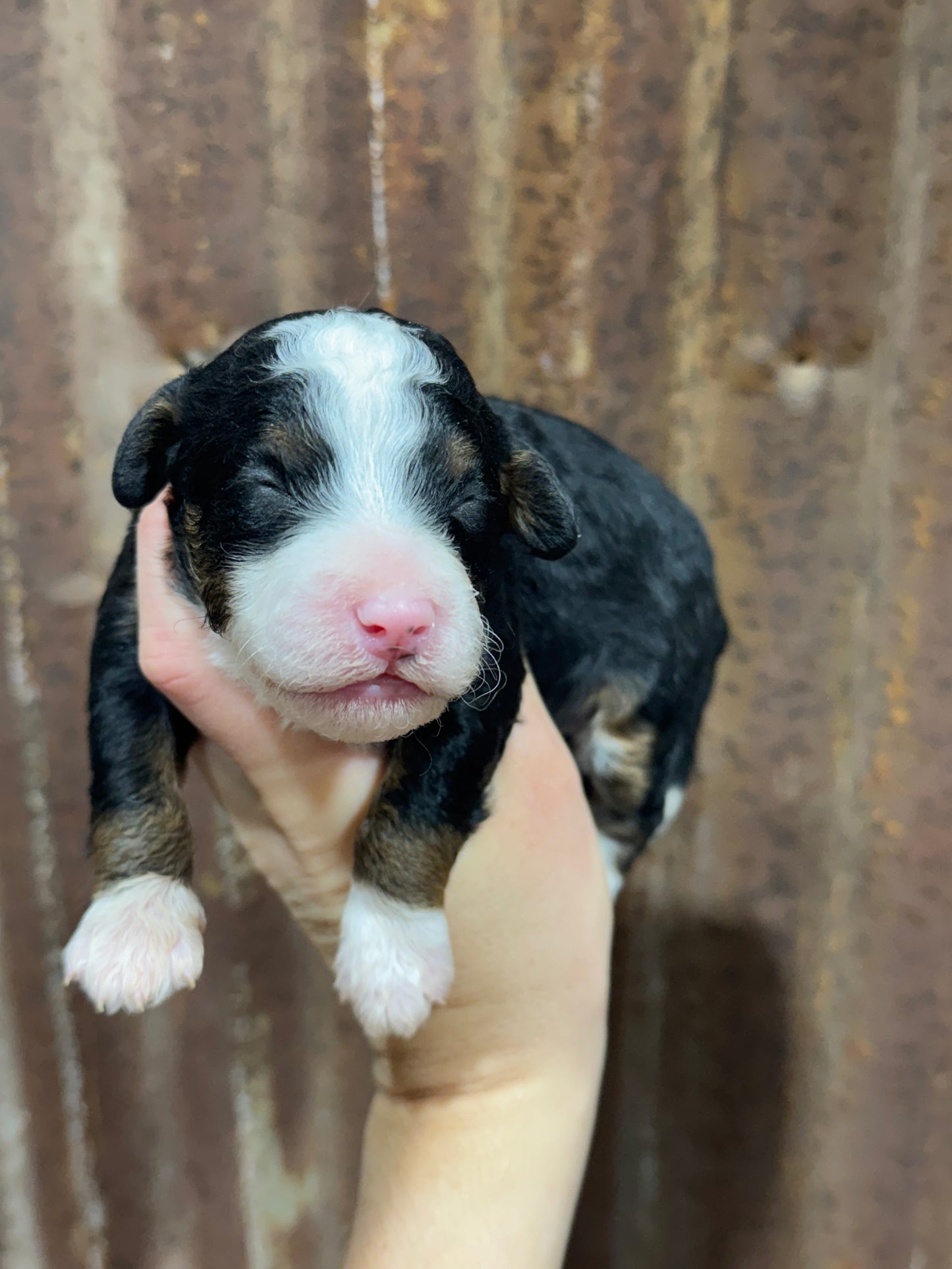 F1bb Micro Bernedoodle (Female) "Teeter"