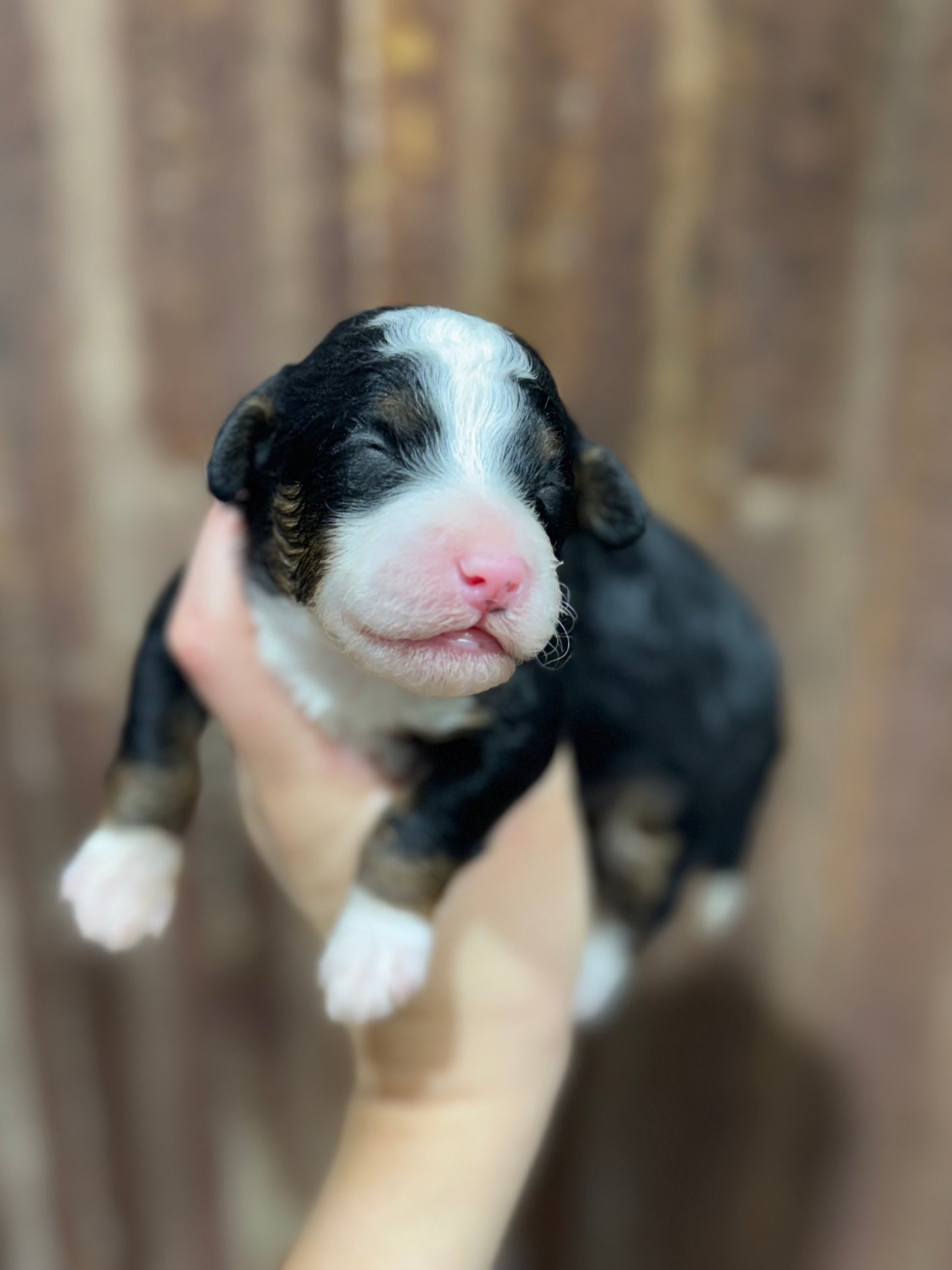 F1bb Micro Bernedoodle (Female) "Teeter"