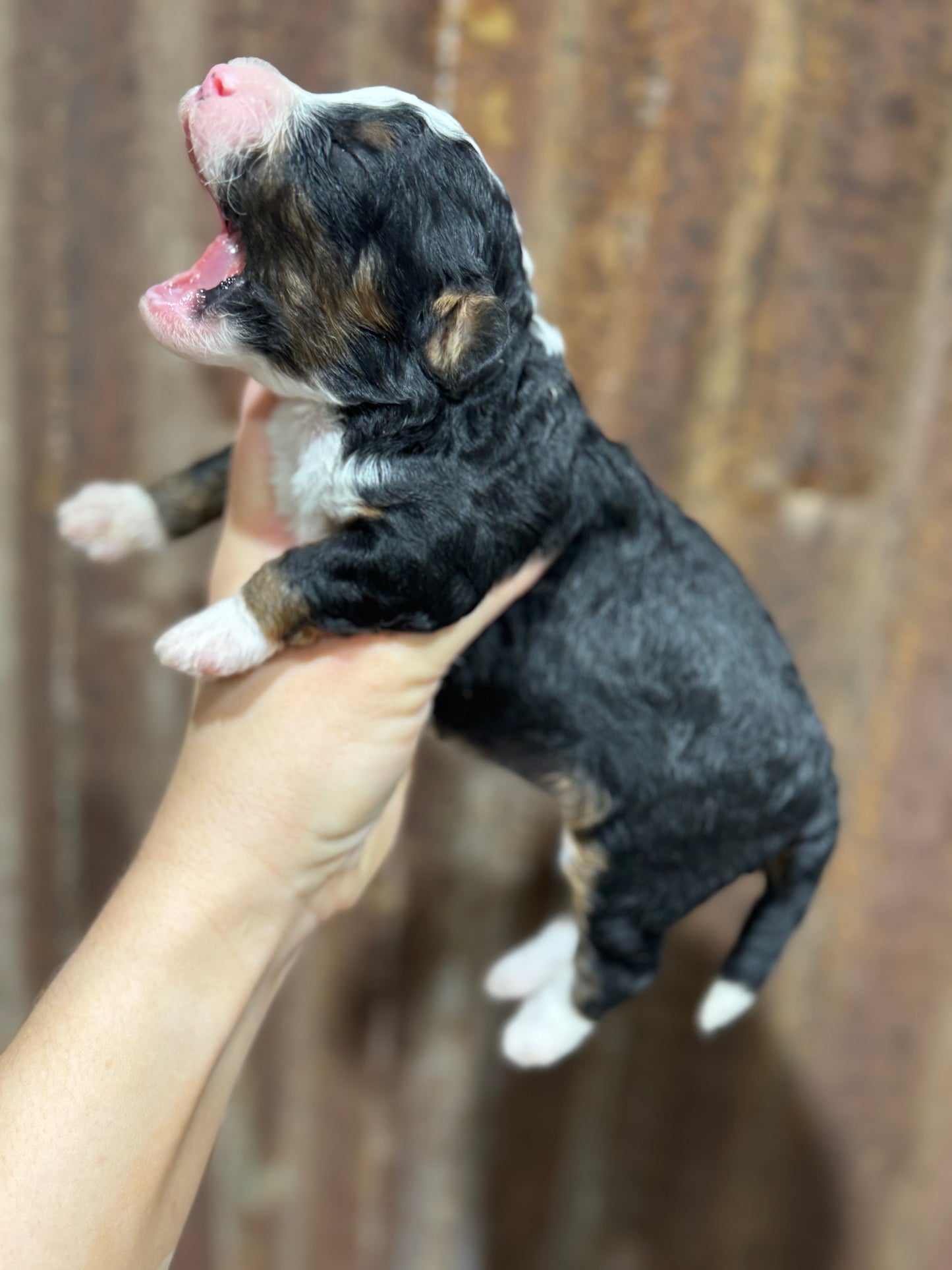 F1bb Micro Bernedoodle (Female) "Teeter"