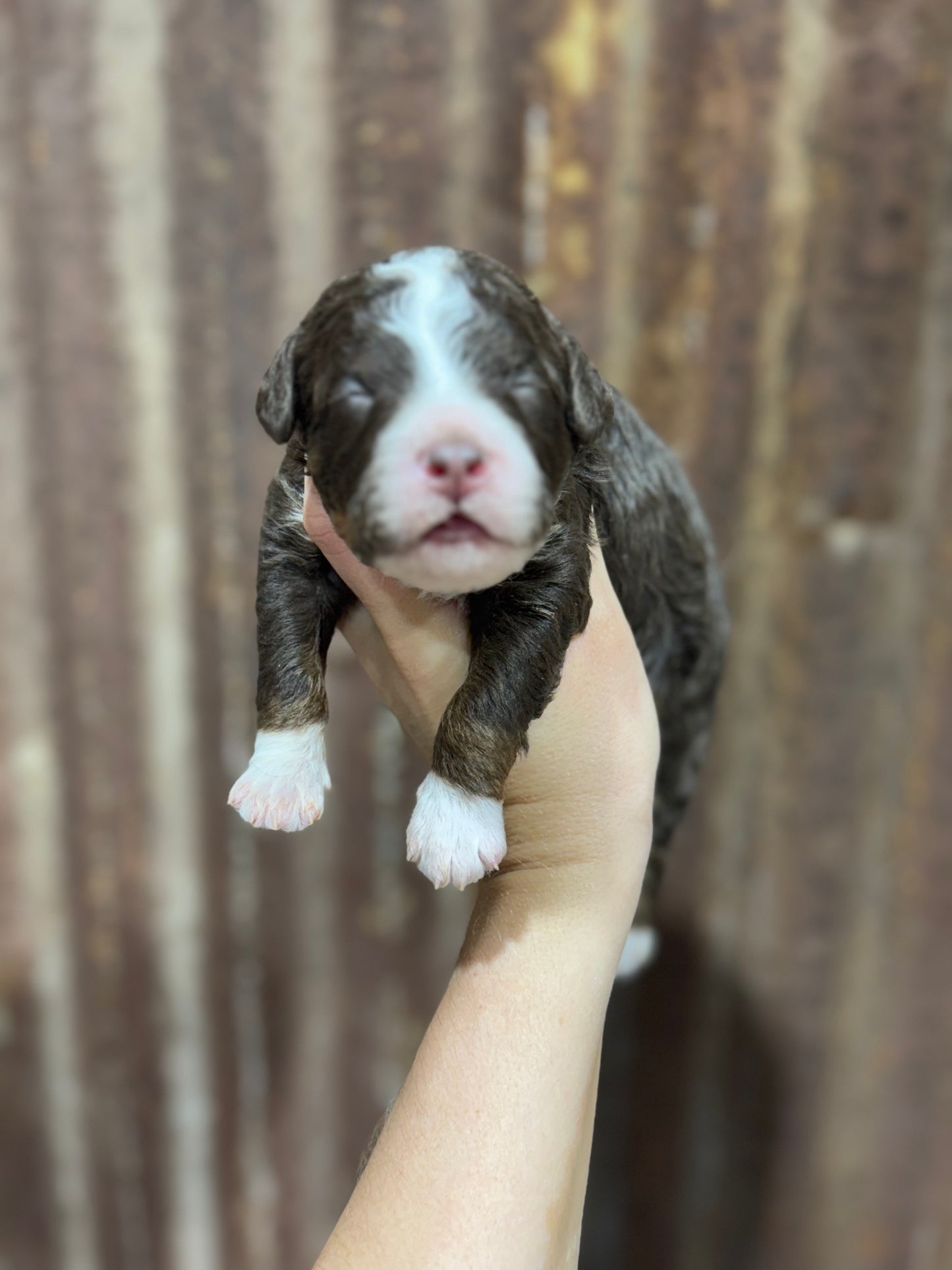 F1bb Micro Bernedoodle (male) "John Dutton”