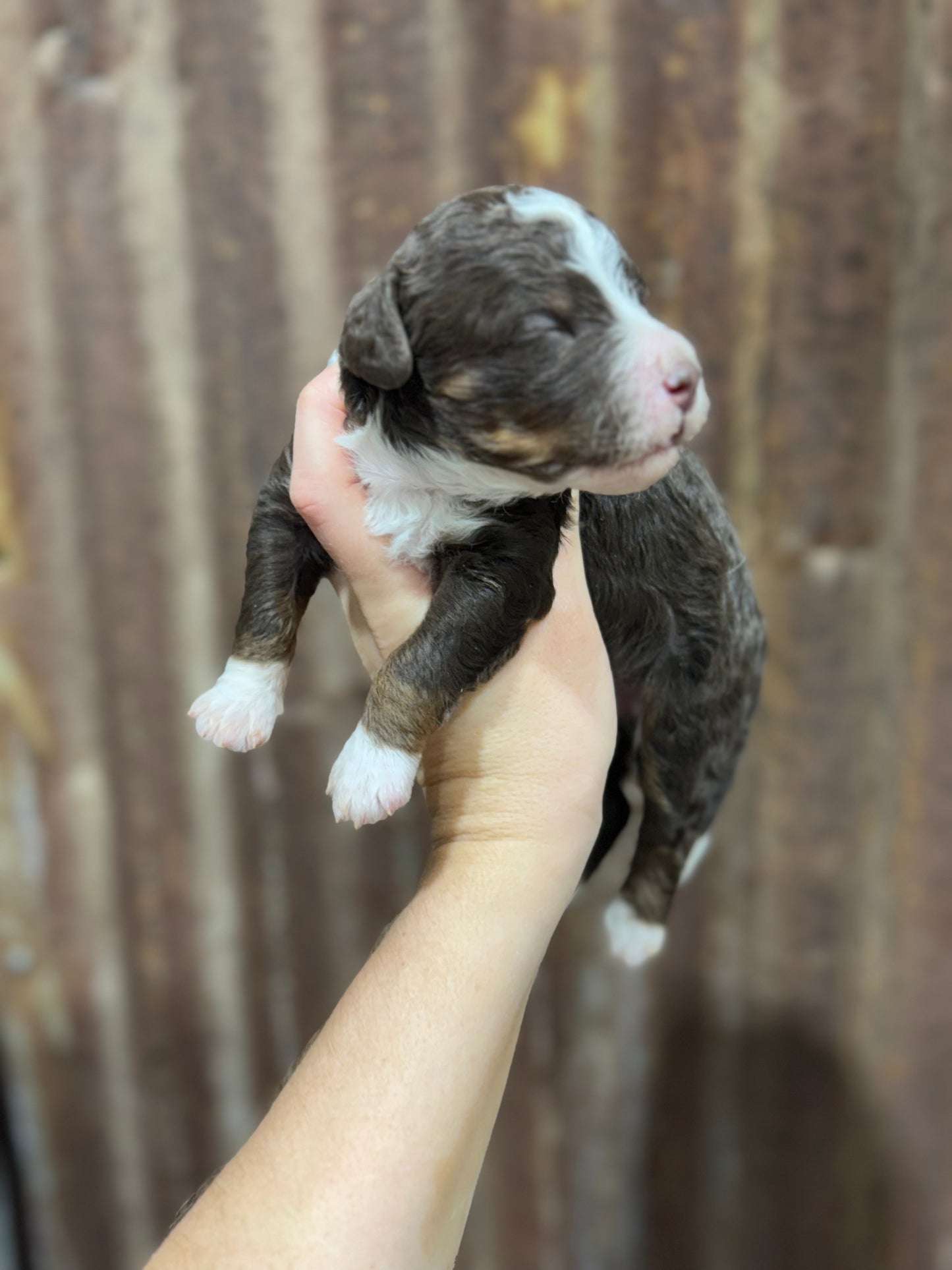 F1bb Micro Bernedoodle (male) "John Dutton”