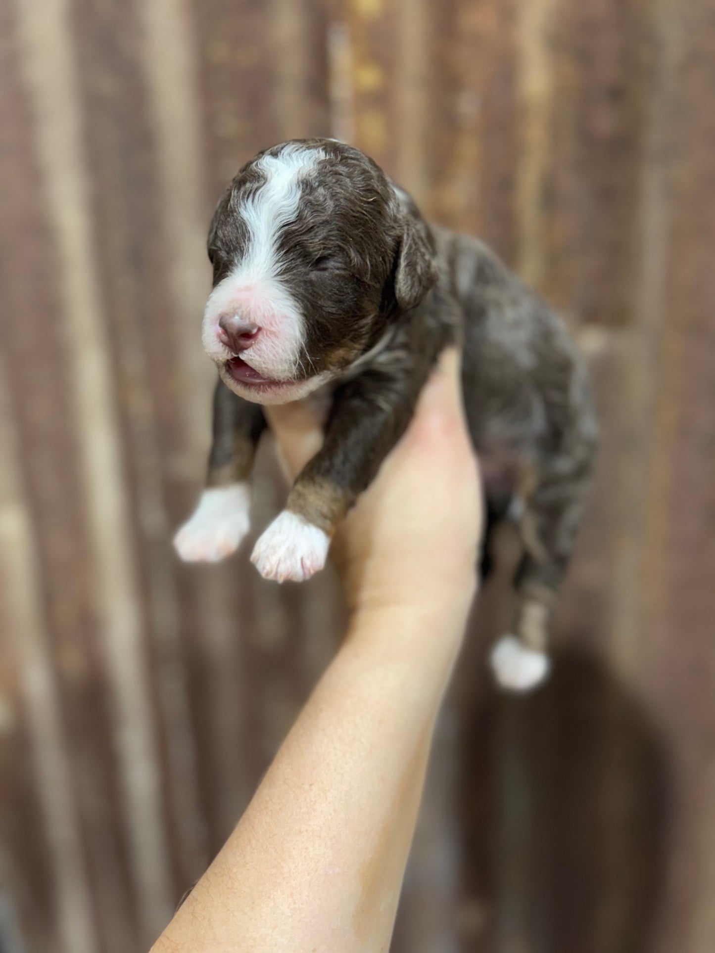 F1bb Micro Bernedoodle (male) "John Dutton”