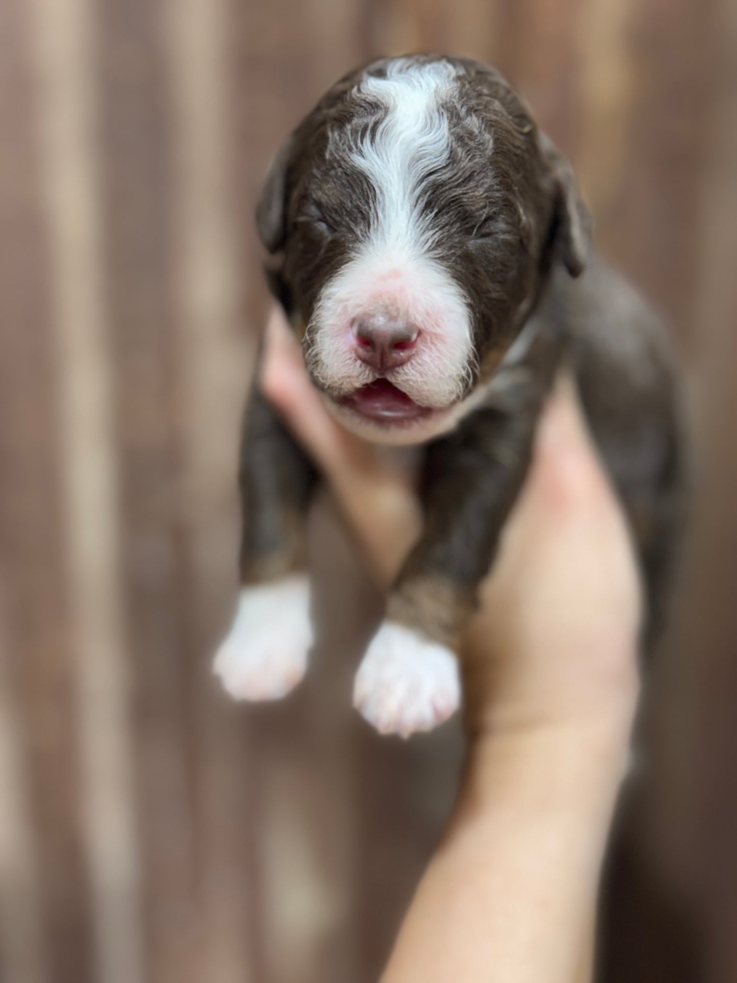 F1bb Micro Bernedoodle (male) "John Dutton”