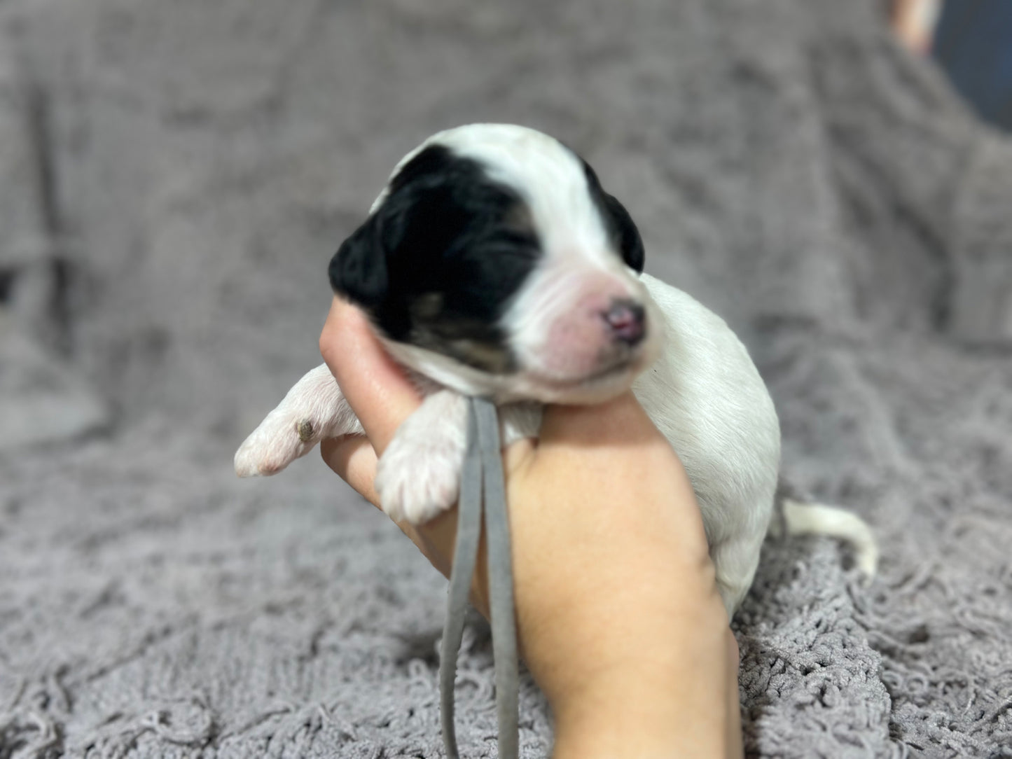 F1b Medium Bernedoodle (Male) "Rafiki"