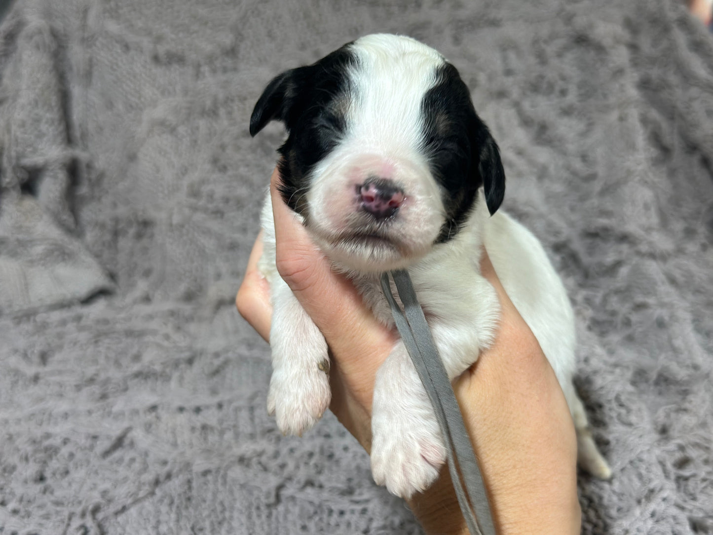 F1b Medium Bernedoodle (Male) "Rafiki"