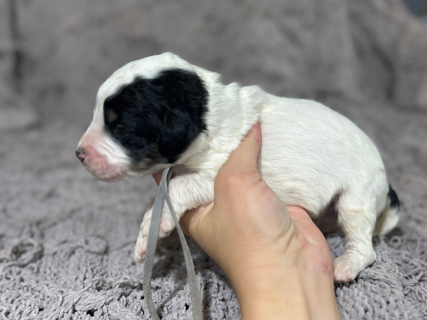 F1b Medium Bernedoodle (Male) "Rafiki"