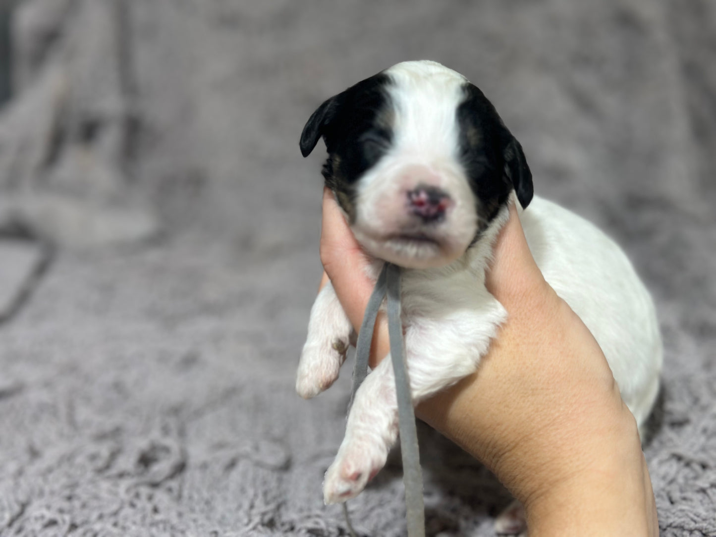 F1b Medium Bernedoodle (Male) "Rafiki"