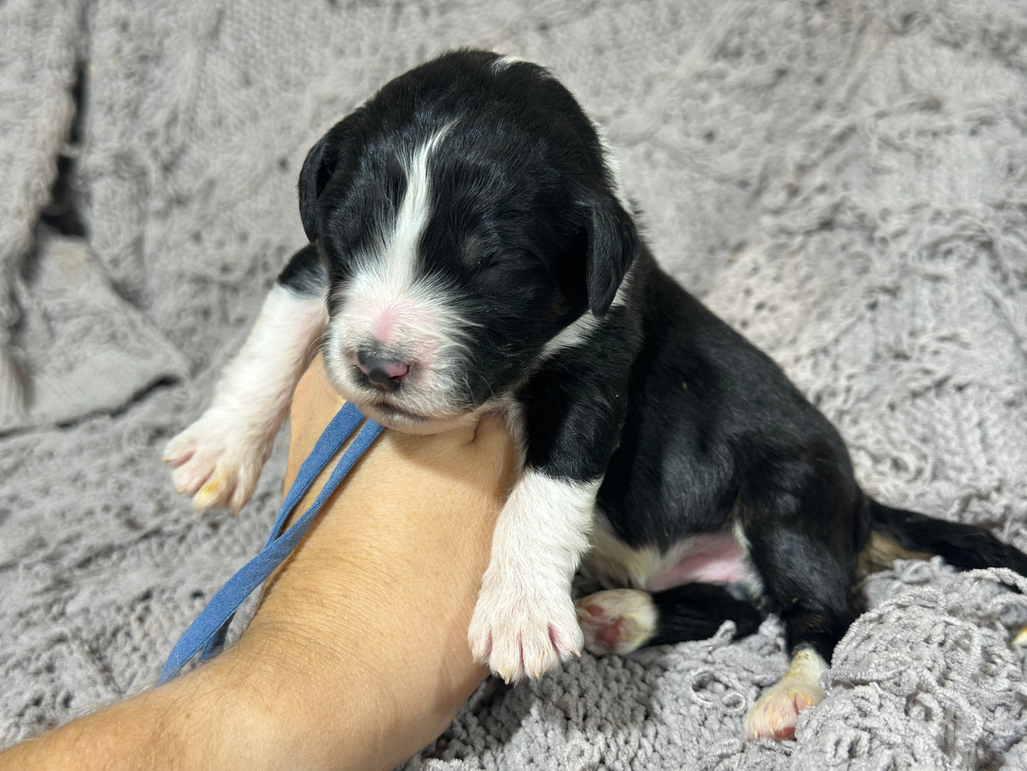 F1b Medium Bernedoodle (Male) "Scar"