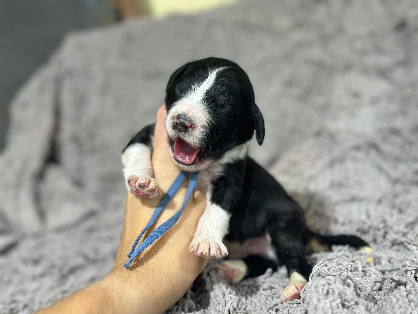 F1b Medium Bernedoodle (Male) "Scar"