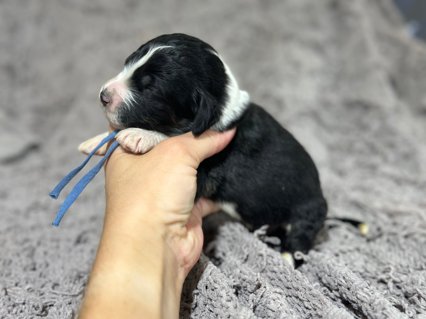 F1b Medium Bernedoodle (Male) "Scar"