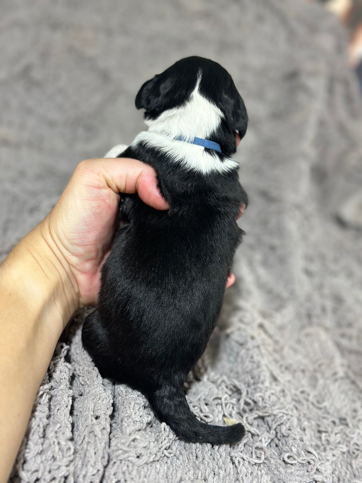 F1b Medium Bernedoodle (Male) "Scar"