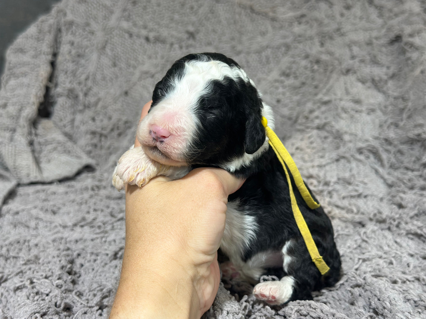 F1b Medium Bernedoodle (Female) "Pumbaa"