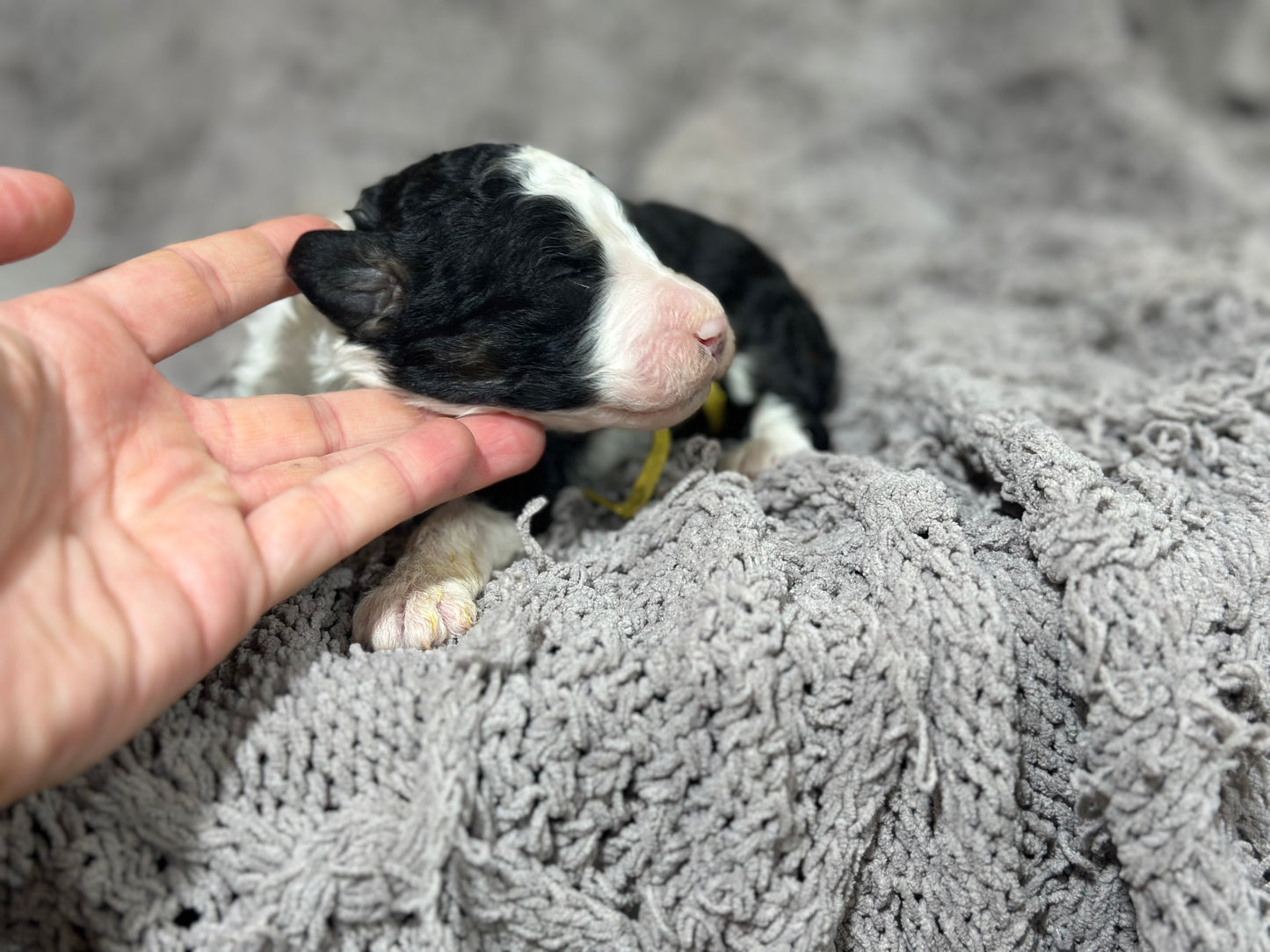 F1b Medium Bernedoodle (Female) "Pumbaa"