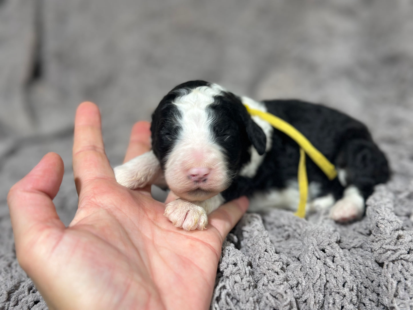 F1b Medium Bernedoodle (Female) "Pumbaa"