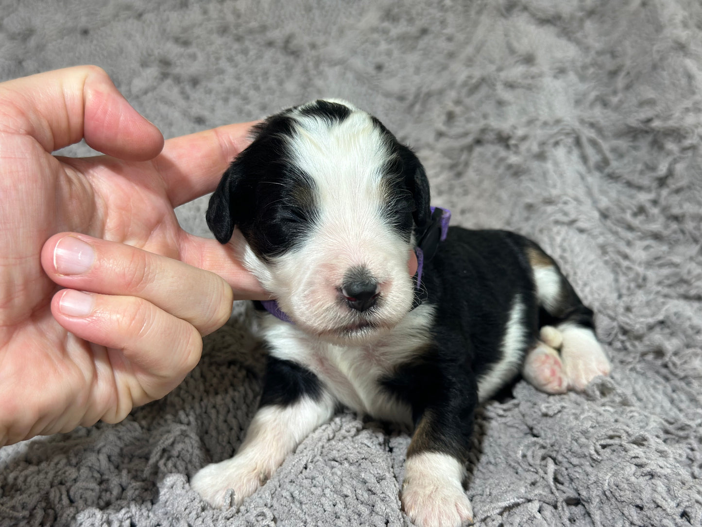 F1B Medium Bernedoodle (Female) "Nala"