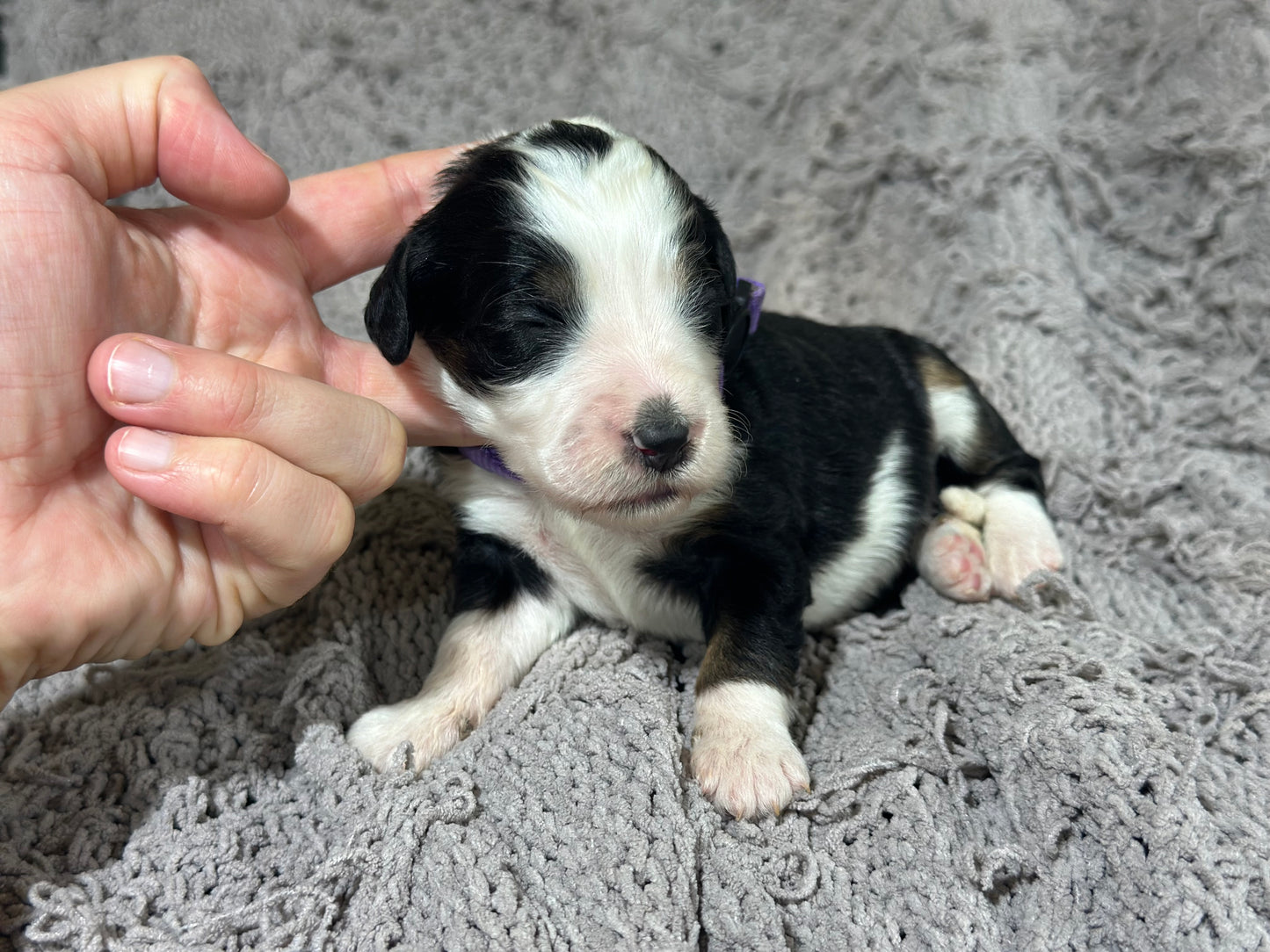 F1B Medium Bernedoodle (Female) "Nala"