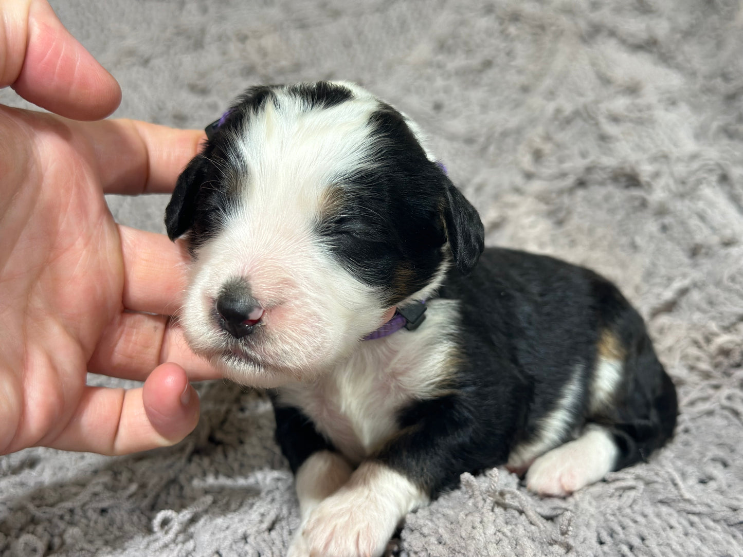 F1B Medium Bernedoodle (Female) "Nala"