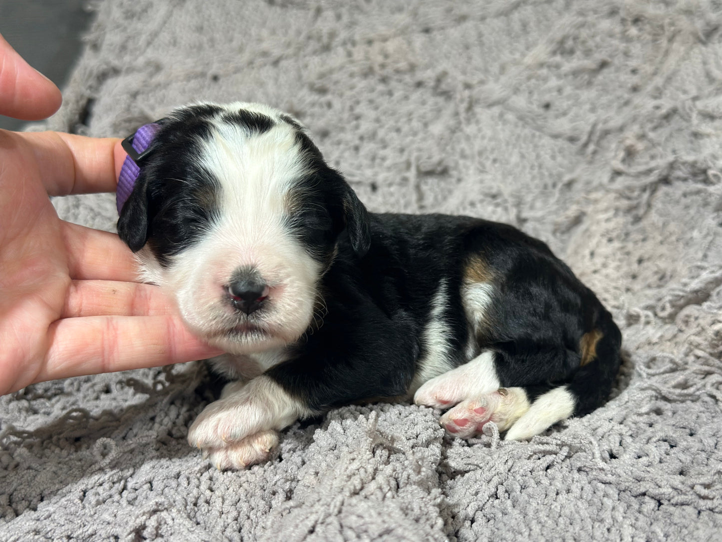 F1B Medium Bernedoodle (Female) "Nala"