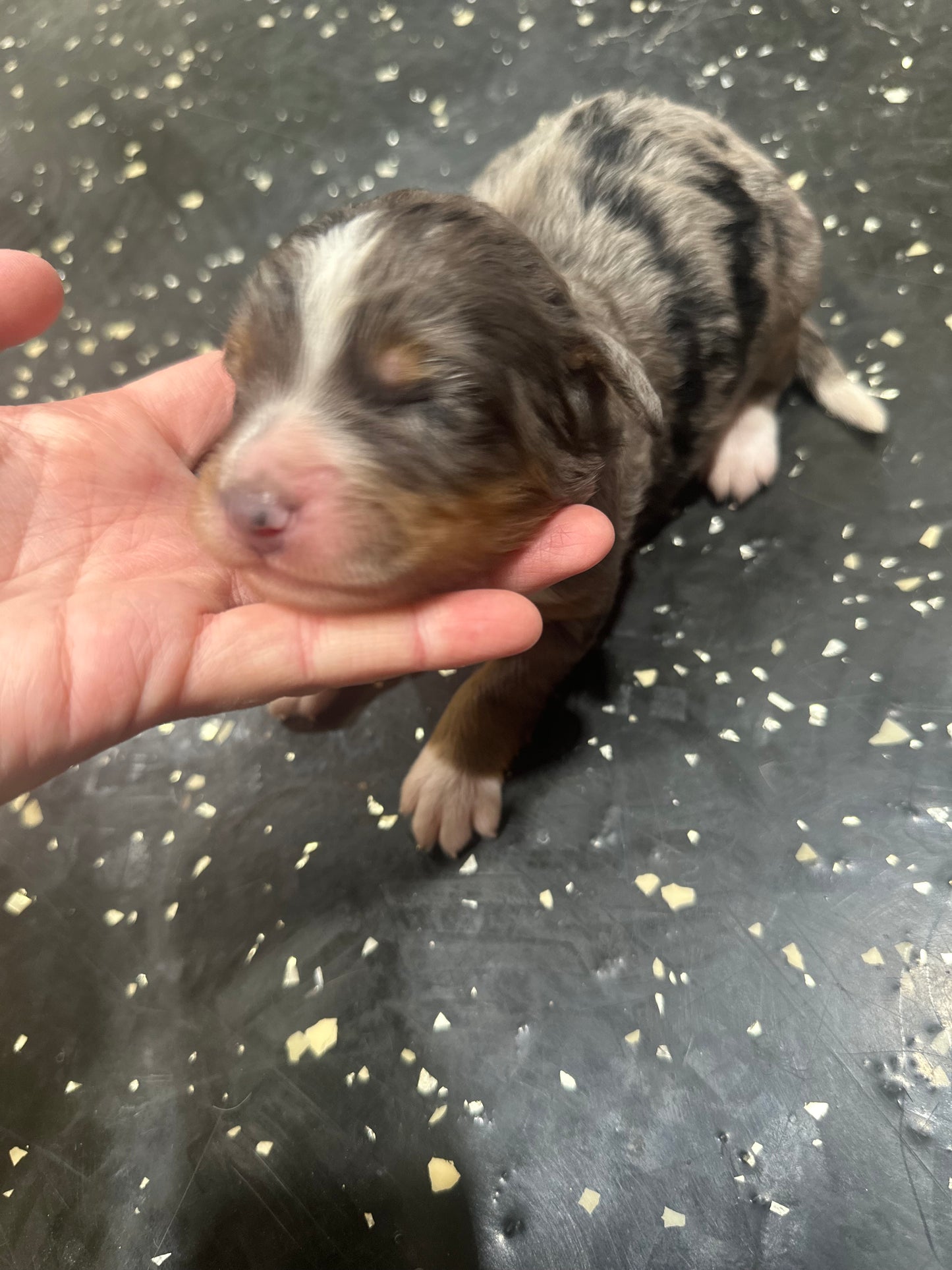 F1 Mini Bernedoodle (male) "Woody"