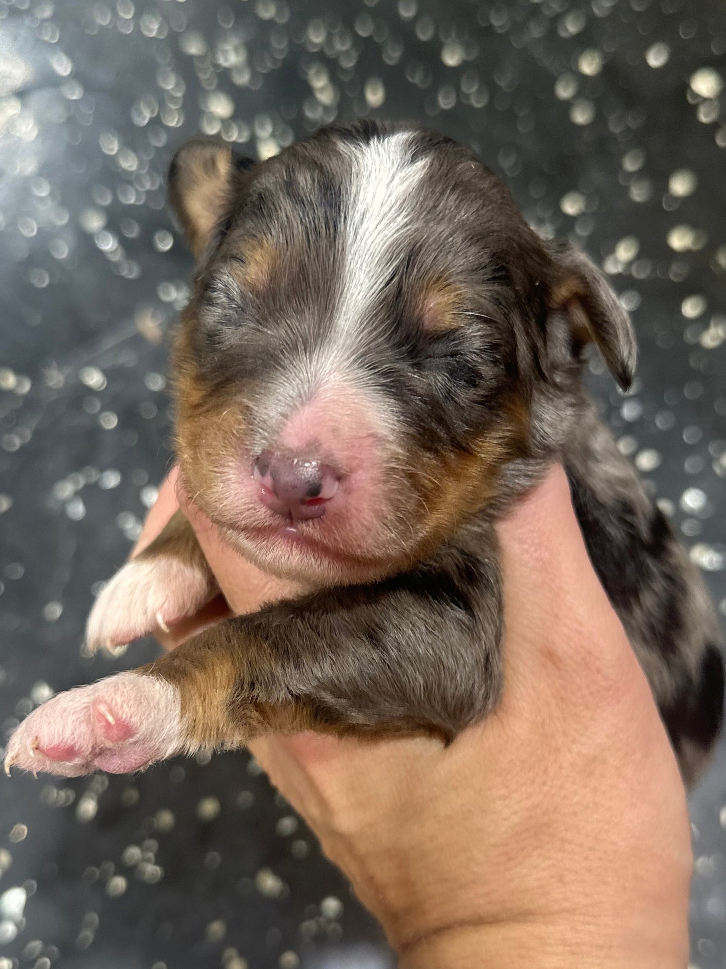 F1 Mini Bernedoodle (male) "Woody"