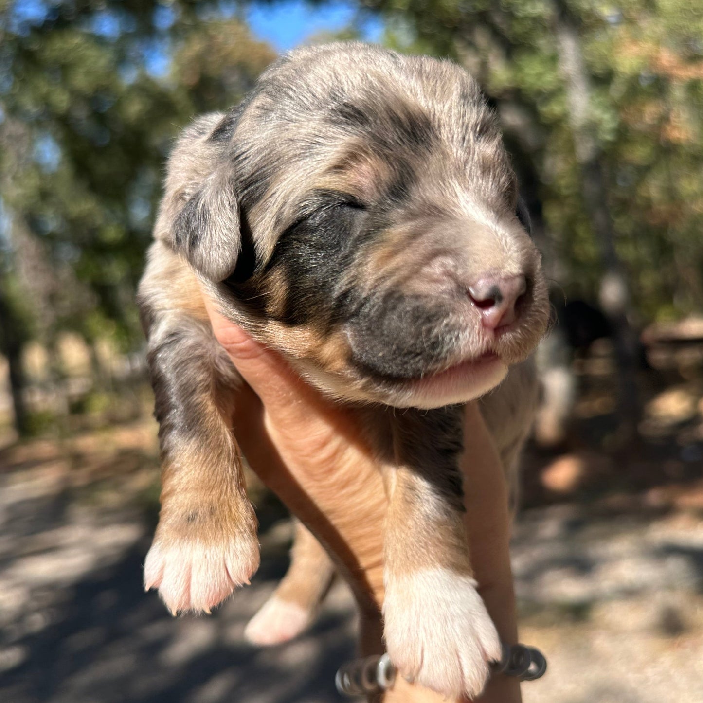 F1 Standard Bernedoodle (male) "Scott Calvin"