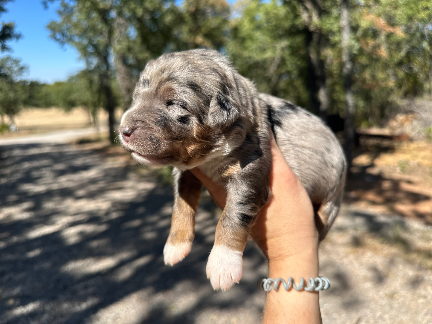 F1 Standard Bernedoodle (male) "Scott Calvin"