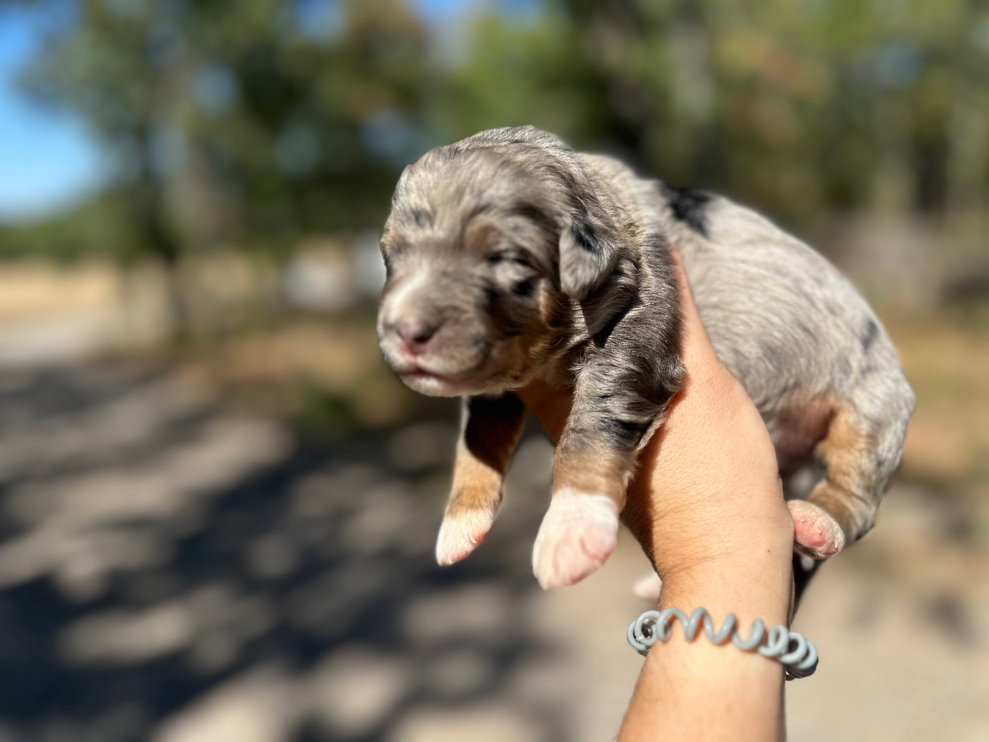 F1 Standard Bernedoodle (male) "Scott Calvin"