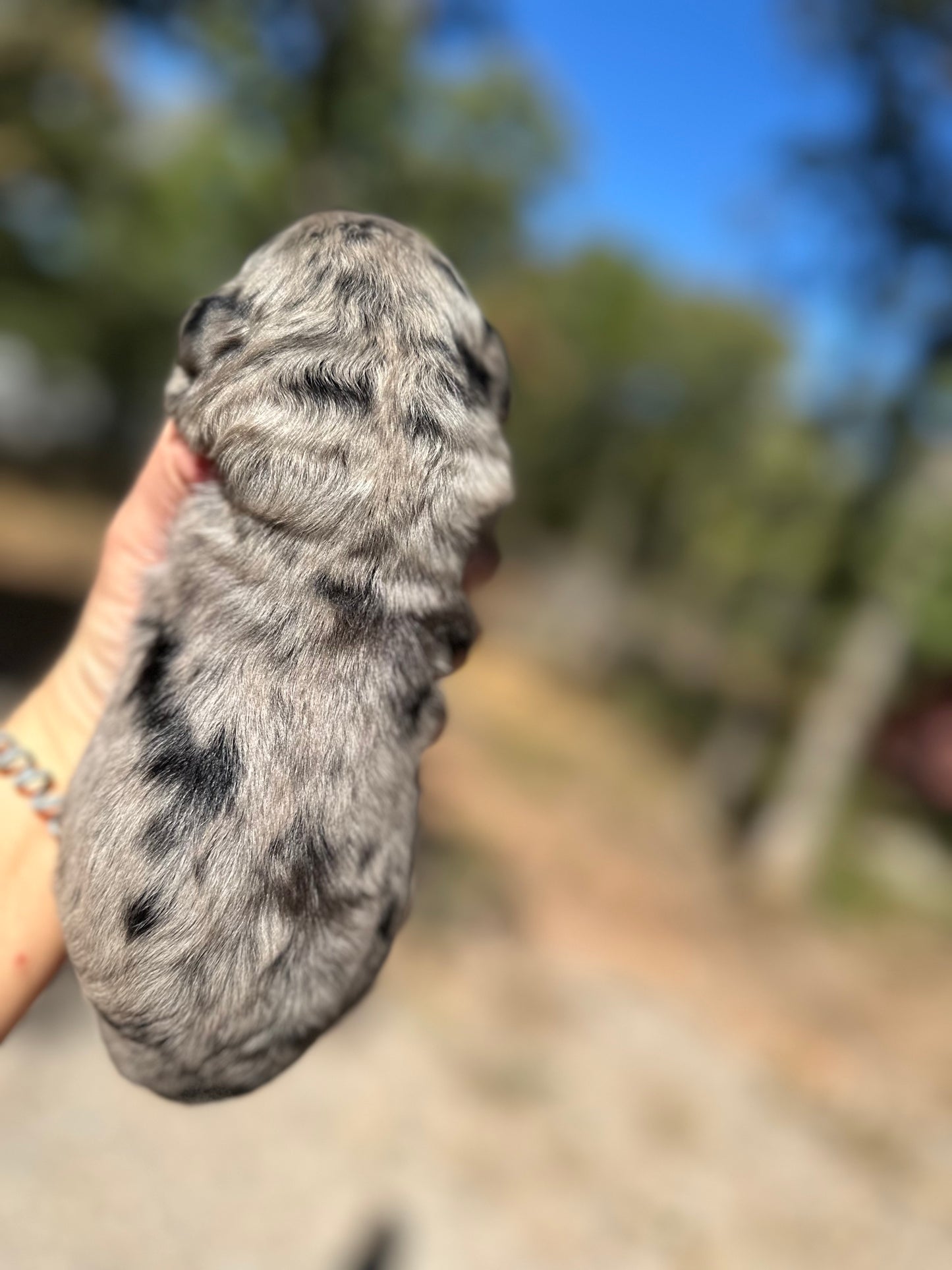 F1 Standard Bernedoodle (male) "Scott Calvin"