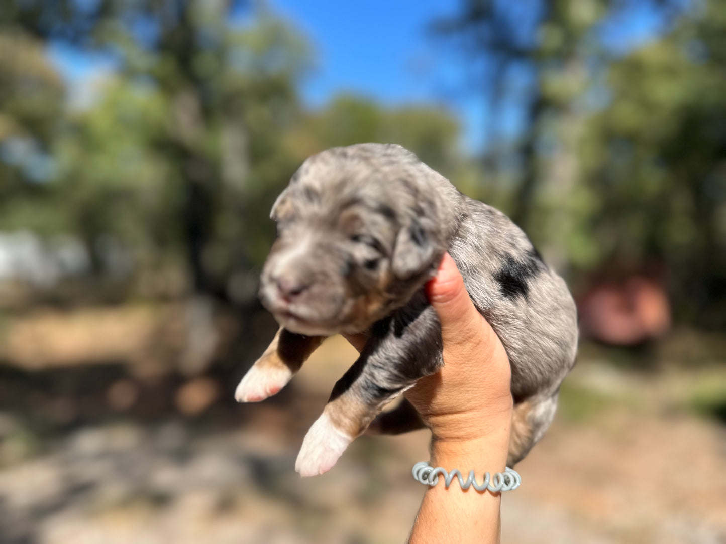 F1 Standard Bernedoodle (male) "Scott Calvin"