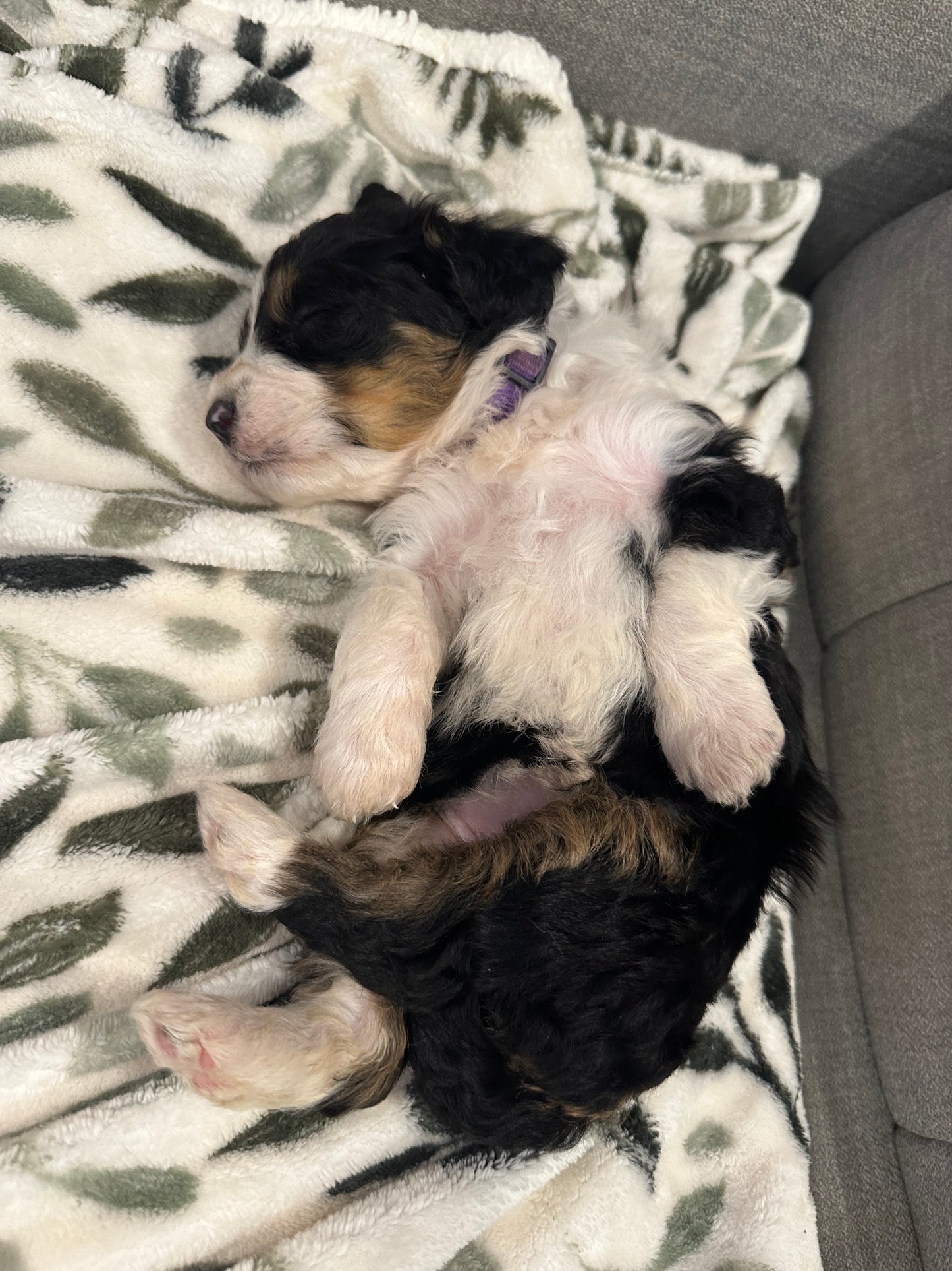 F1 Mini Bernedoodle (female) "Bo Peep"