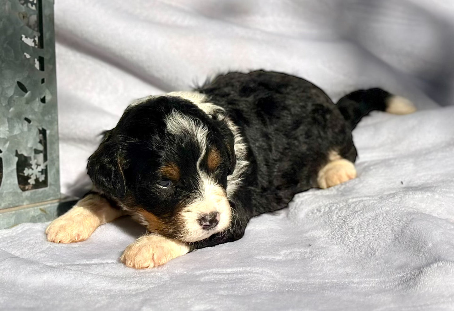 F1 Mini Bernedoodle (female) "Bo Peep"