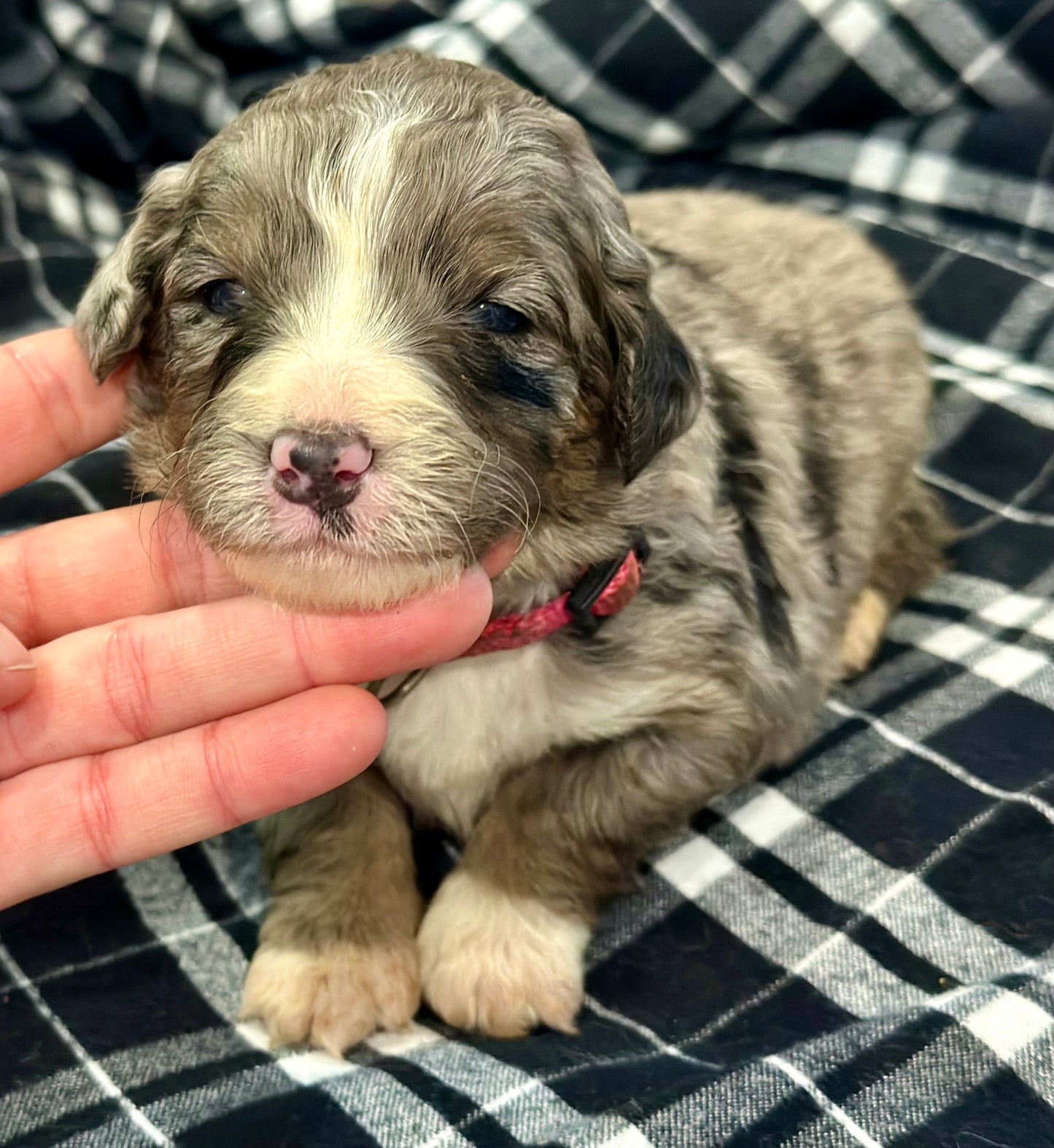 F1 Standard Bernedoodle (female) "Lucy"