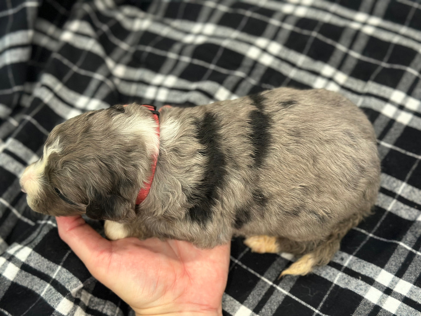 F1 Standard Bernedoodle (female) "Lucy"