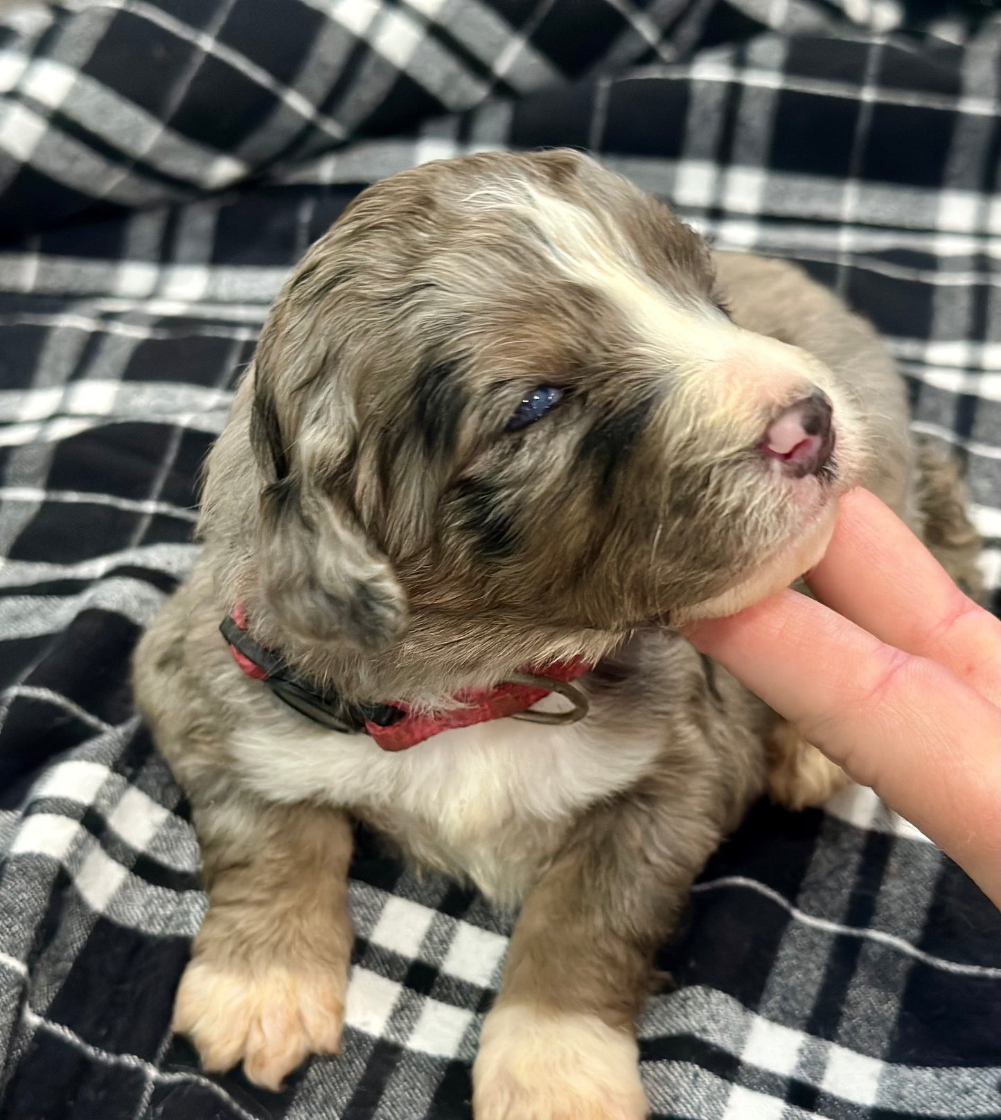 F1 Standard Bernedoodle (female) "Lucy"