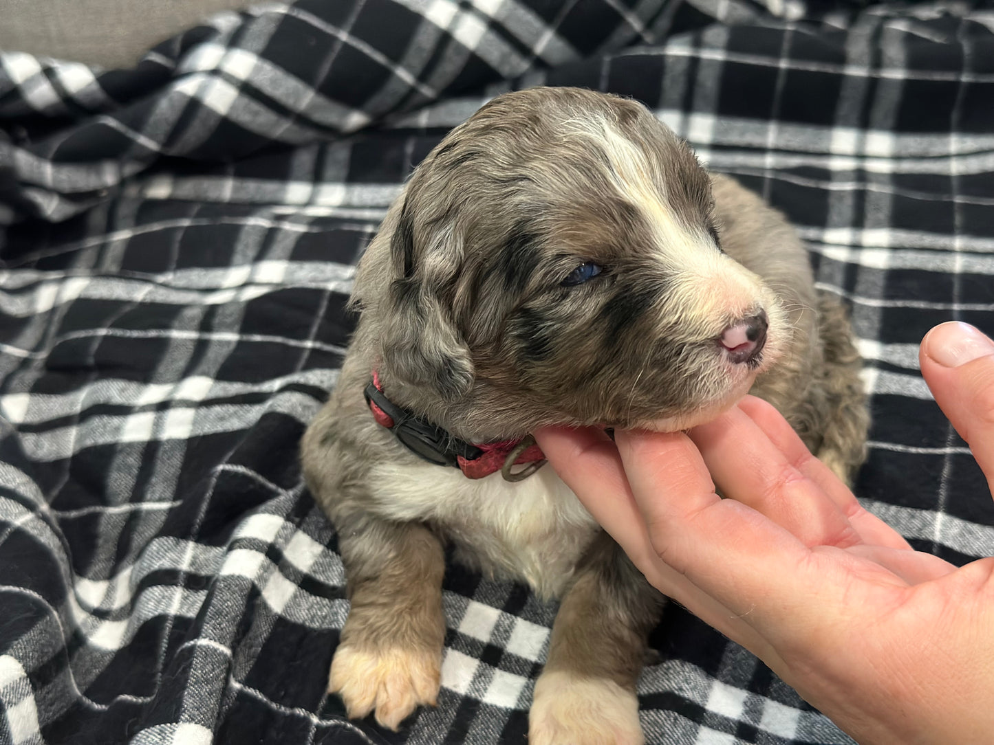 F1 Standard Bernedoodle (female) "Lucy"