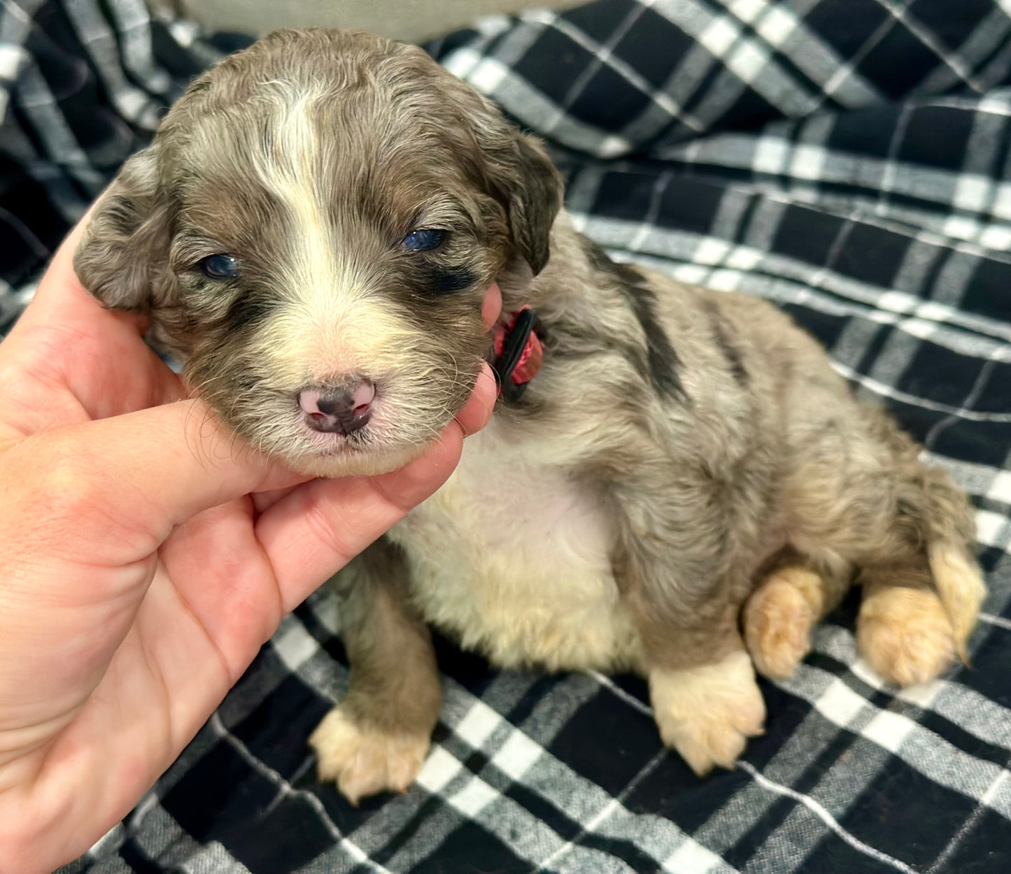 F1 Standard Bernedoodle (female) "Lucy"