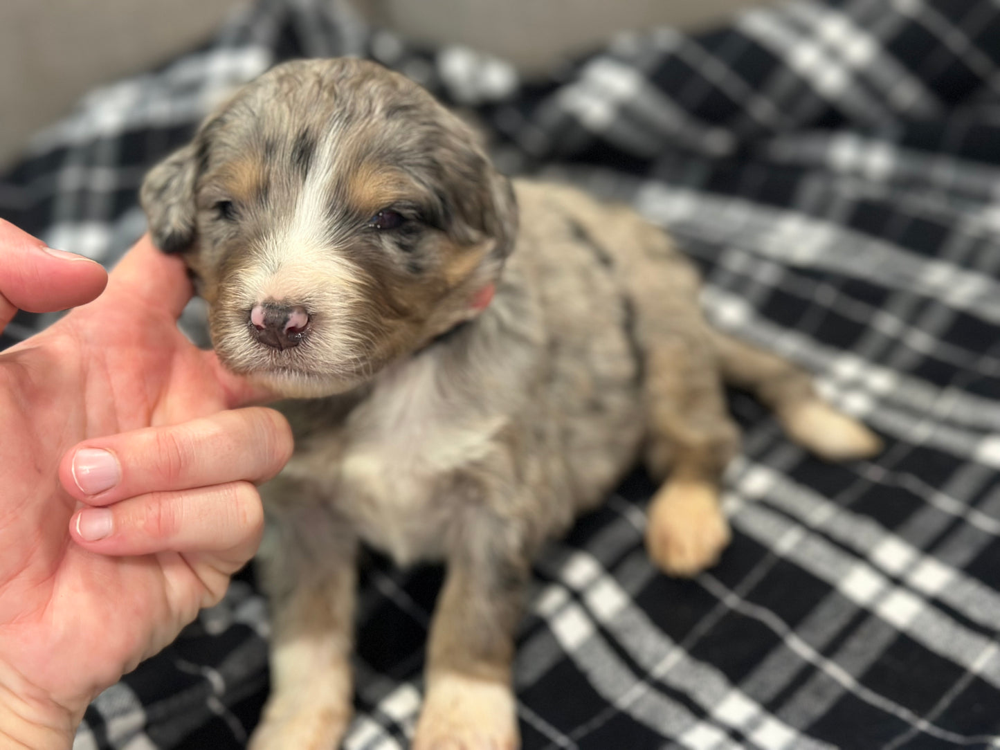 F1 Standard Bernedoodle (male) "Curtis"